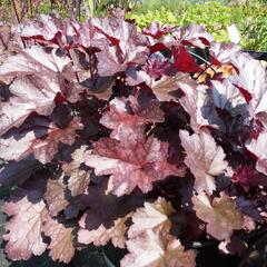 Dlužicha 'Cascade Dawn' - Heuchera 'Cascade Dawn'