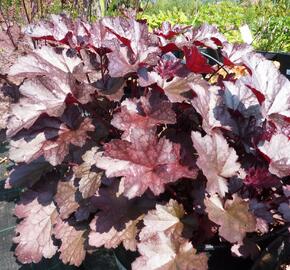 Dlužicha 'Cascade Dawn' - Heuchera 'Cascade Dawn'