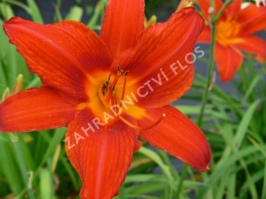 Denivka 'Red Rum' - Hemerocallis 'Red Rum'