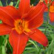 Denivka 'Red Rum' - Hemerocallis 'Red Rum'