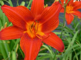 Denivka 'Red Rum' - Hemerocallis 'Red Rum'
