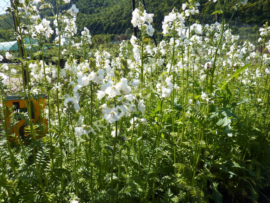Jirnice 'Alba' - Polemonium caeruleum 'Alba'