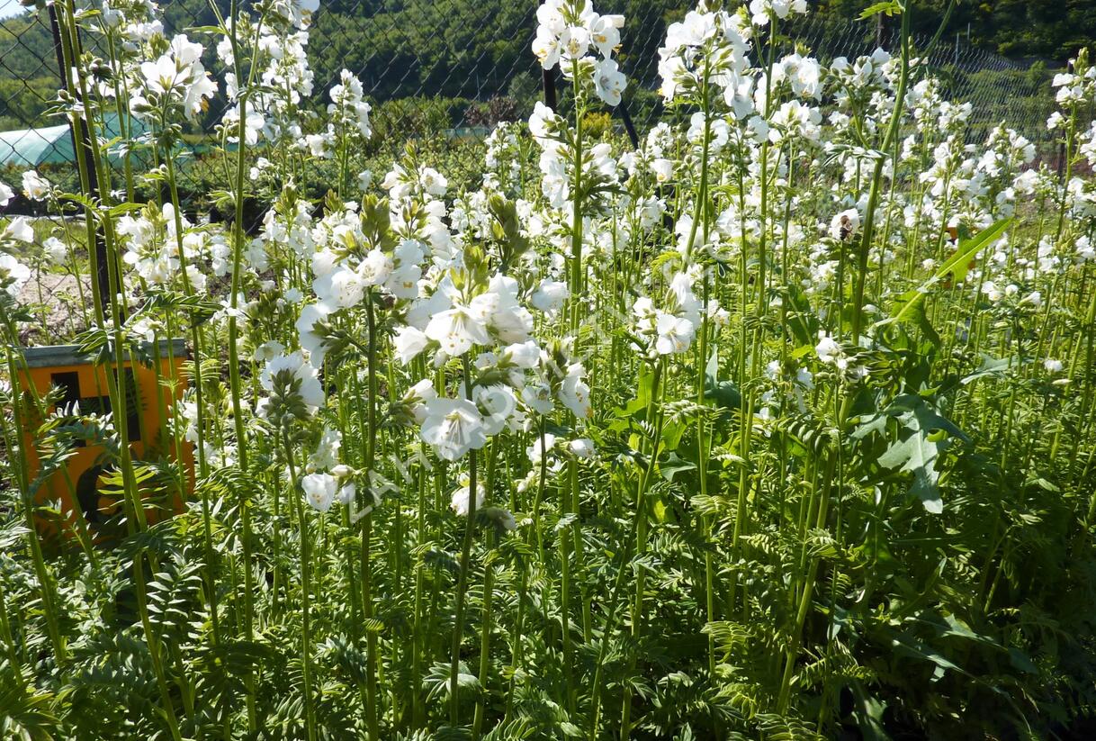 Jirnice 'Alba' - Polemonium caeruleum 'Alba'