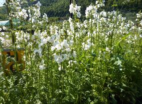 Jirnice 'Alba' - Polemonium caeruleum 'Alba'