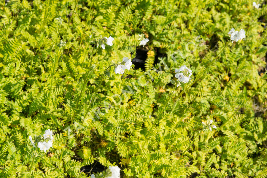 Jirnice 'Alba' - Polemonium caeruleum 'Alba'