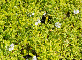 Jirnice 'Alba' - Polemonium caeruleum 'Alba'