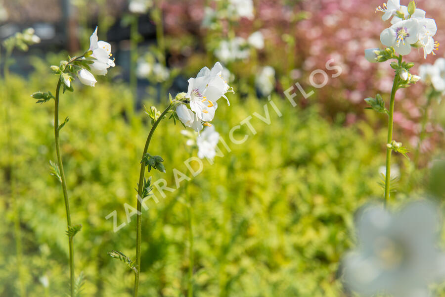 Jirnice 'Alba' - Polemonium caeruleum 'Alba'