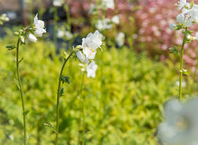 Jirnice 'Alba' - Polemonium caeruleum 'Alba'