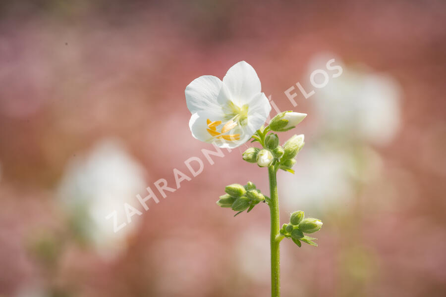 Jirnice 'Alba' - Polemonium caeruleum 'Alba'