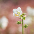 Jirnice 'Alba' - Polemonium caeruleum 'Alba'