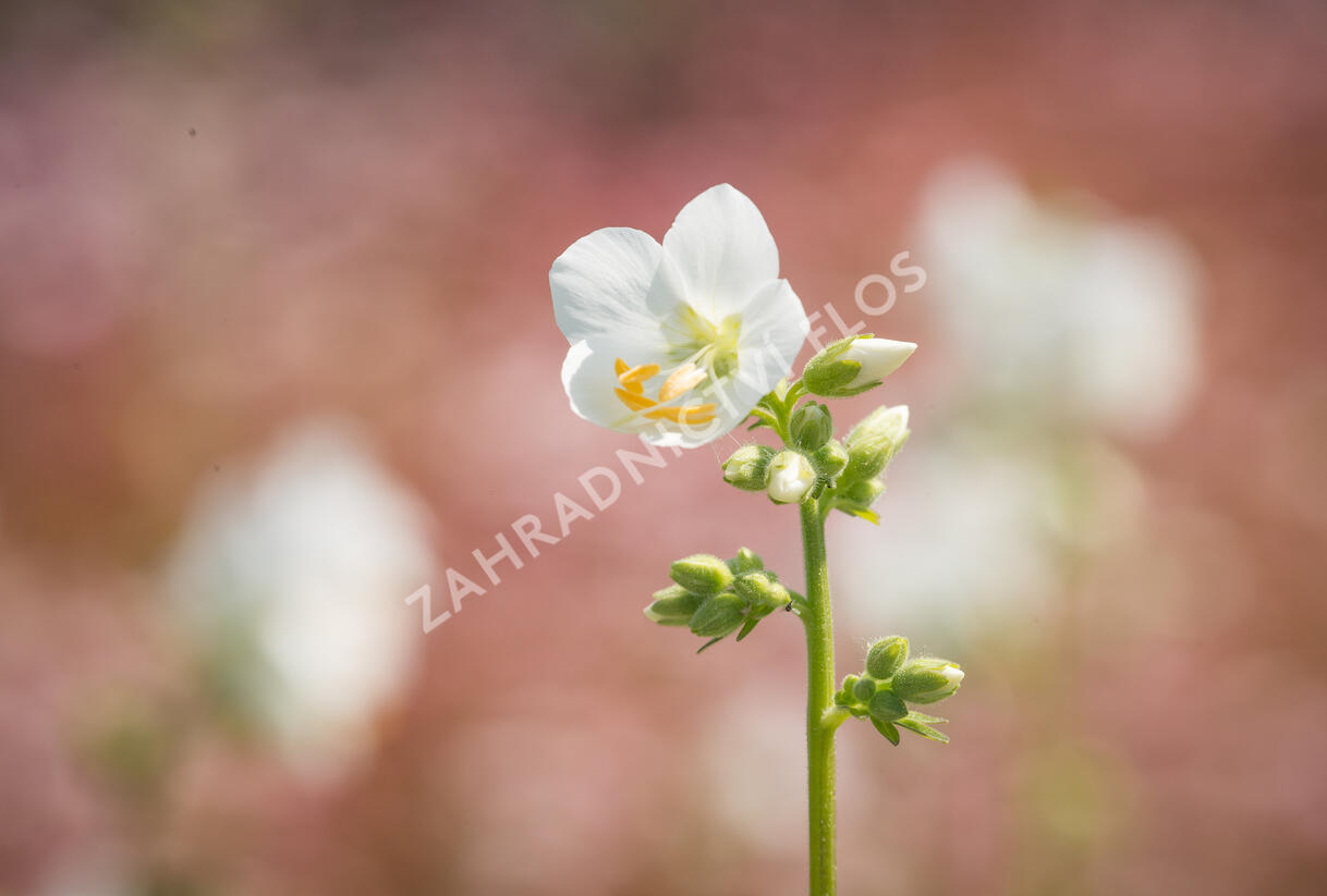 Jirnice 'Alba' - Polemonium caeruleum 'Alba'