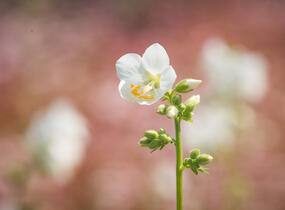 Jirnice 'Alba' - Polemonium caeruleum 'Alba'