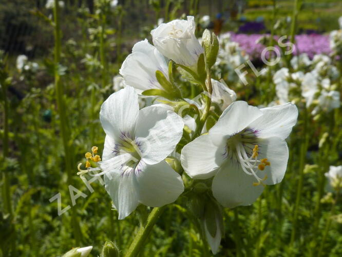 Jirnice 'Alba' - Polemonium caeruleum 'Alba'