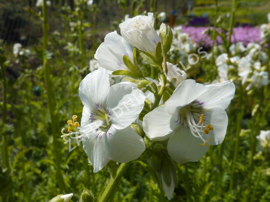 Jirnice 'Alba' - Polemonium caeruleum 'Alba'