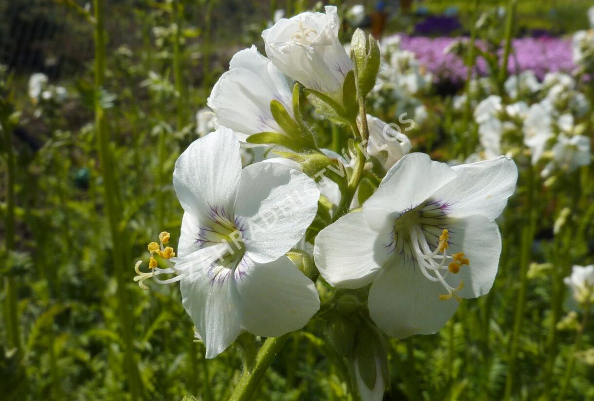 Jirnice 'Alba' - Polemonium caeruleum 'Alba'