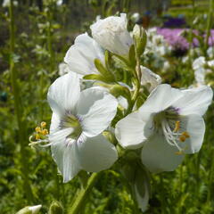 Jirnice 'Alba' - Polemonium caeruleum 'Alba'