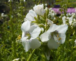 Jirnice 'Alba'