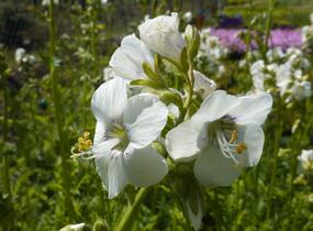 Jirnice 'Alba' - Polemonium caeruleum 'Alba'
