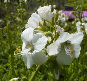 Jirnice 'Alba' - Polemonium caeruleum 'Alba'