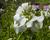 Jirnice 'Alba'