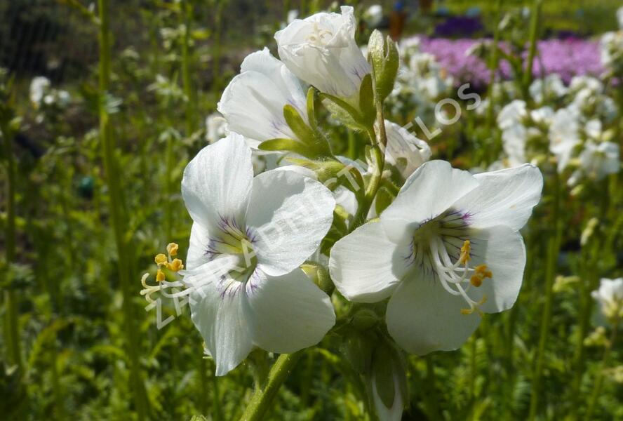 Jirnice 'Alba' - Polemonium caeruleum 'Alba'