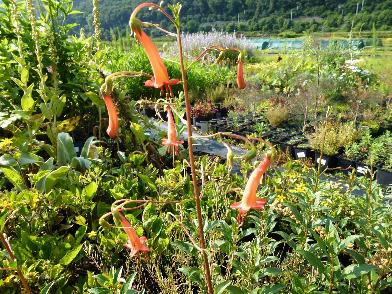 Kapská fuchsie 'Salmon Leap' Phygelius x rectus 'Salmon Leap' Zahradnictví FLOS