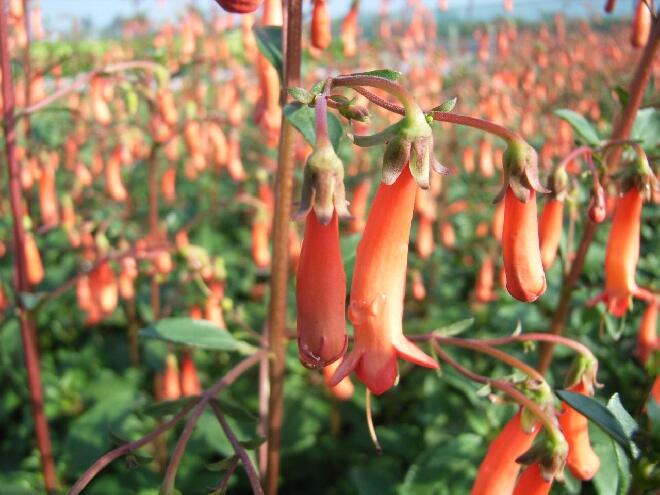 Kapská fuchsie 'Salmon Leap' - Phygelius x rectus 'Salmon Leap'