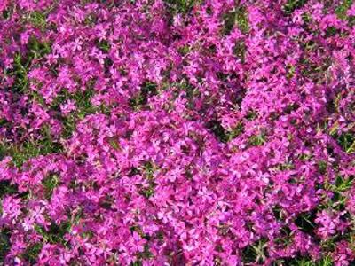 Plamenka šídlovitá 'Rotraud' - Phlox subulata 'Rotraud'