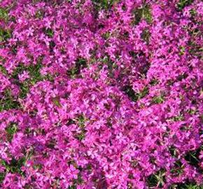 Plamenka šídlovitá 'Rotraud' - Phlox subulata 'Rotraud'