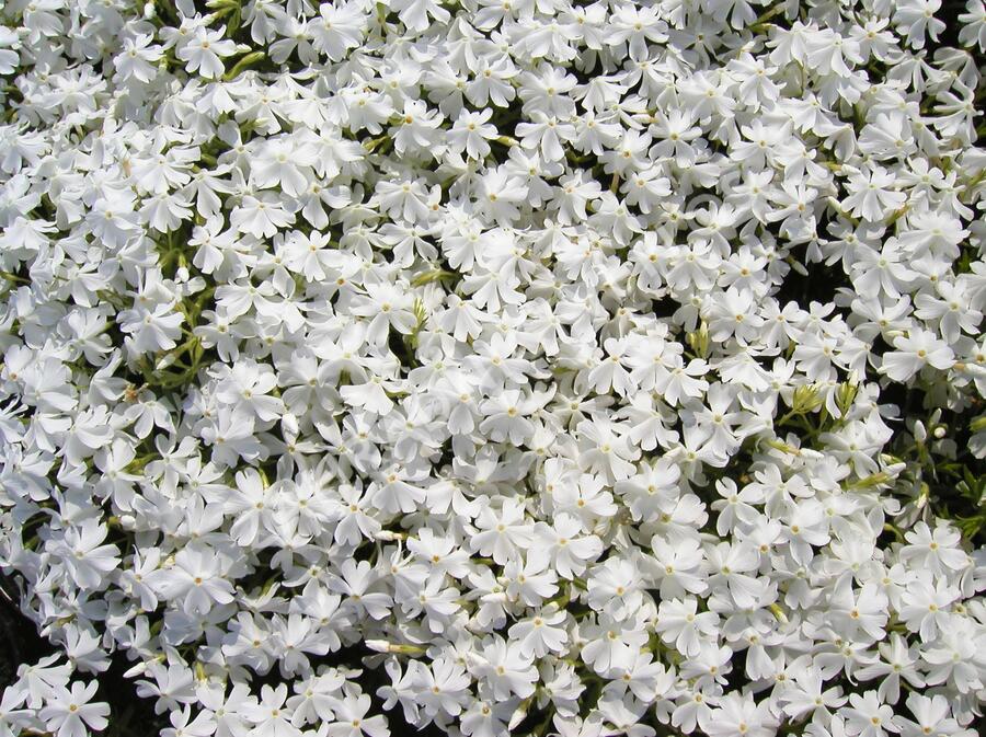 Plamenka šídlovitá 'Calvides White' - Phlox subulata 'Calvides White'