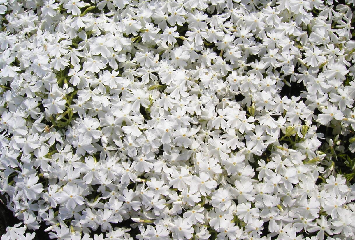 Plamenka šídlovitá 'Calvides White' - Phlox subulata 'Calvides White'
