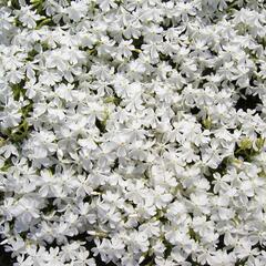 Plamenka šídlovitá 'Calvides White' - Phlox subulata 'Calvides White'