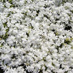 Plamenka šídlovitá 'Calvides White' - Phlox subulata 'Calvides White'