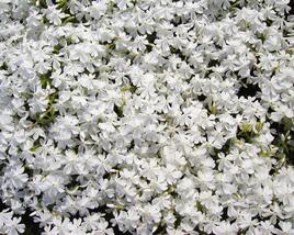 Plamenka šídlovitá 'Calvides White'
