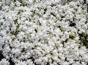 Plamenka šídlovitá 'Calvides White' - Phlox subulata 'Calvides White'