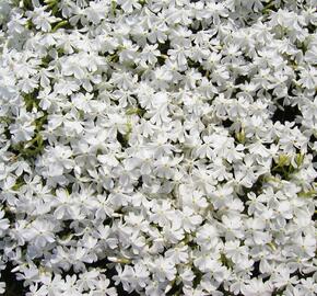 Plamenka šídlovitá 'Calvides White' - Phlox subulata 'Calvides White'