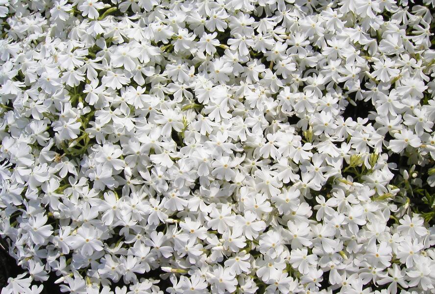Plamenka šídlovitá 'Calvides White' - Phlox subulata 'Calvides White'