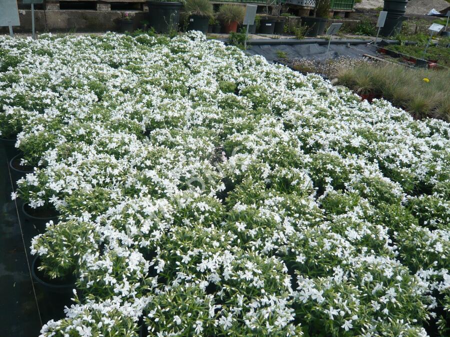 Plamenka šídlovitá 'Calvides White' - Phlox subulata 'Calvides White'