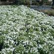 Plamenka šídlovitá 'Calvides White' - Phlox subulata 'Calvides White'