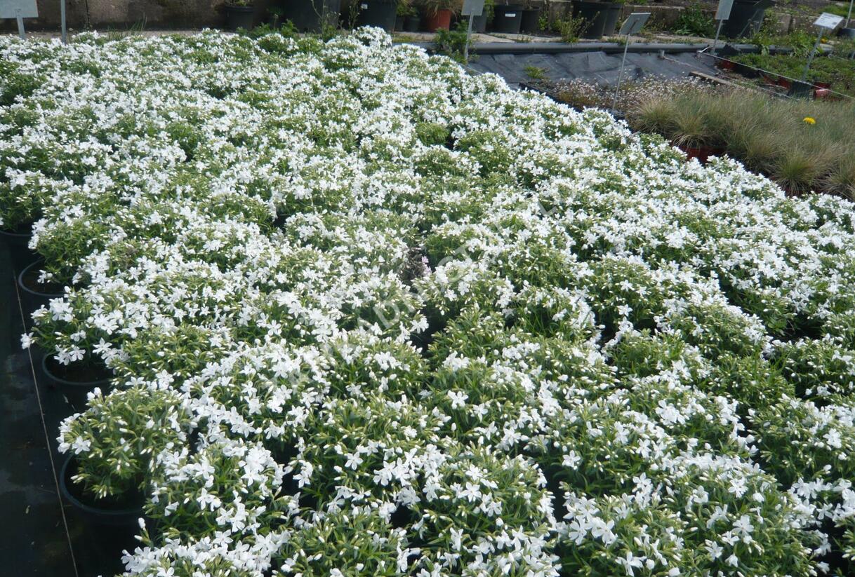 Plamenka šídlovitá 'Calvides White' - Phlox subulata 'Calvides White'