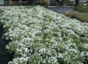 Plamenka šídlovitá 'Calvides White' - Phlox subulata 'Calvides White'