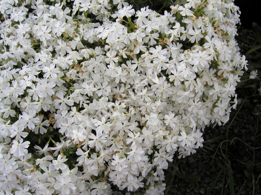 Plamenka šídlovitá 'Calvides White' - Phlox subulata 'Calvides White'