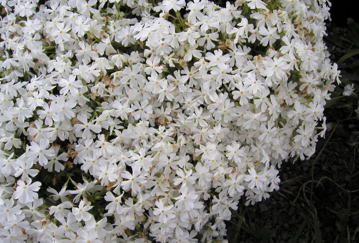 Plamenka šídlovitá 'Calvides White' - Phlox subulata 'Calvides White'