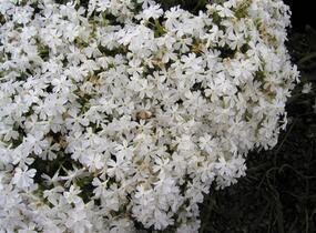 Plamenka šídlovitá 'Calvides White' - Phlox subulata 'Calvides White'
