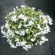 Plamenka šídlovitá 'Calvides White' - Phlox subulata 'Calvides White'