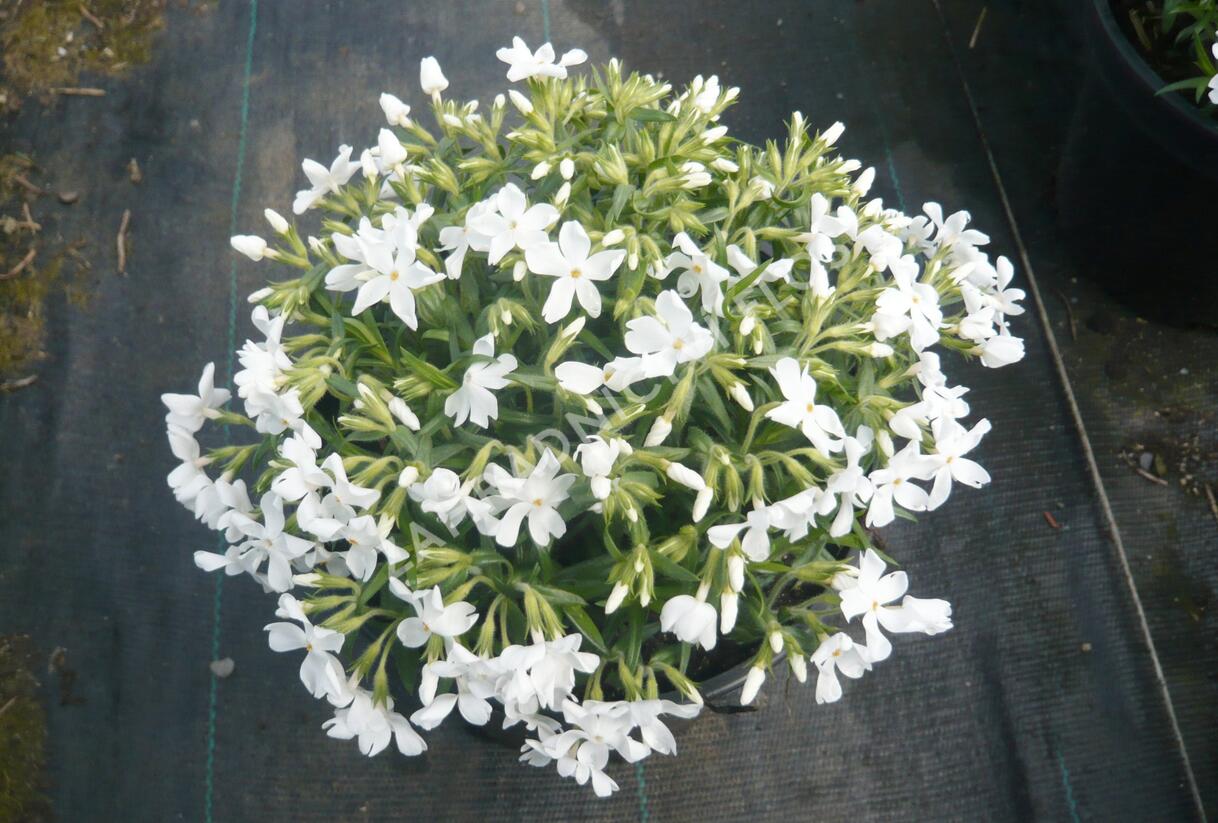 Plamenka šídlovitá 'Calvides White' - Phlox subulata 'Calvides White'