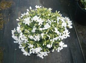 Plamenka šídlovitá 'Calvides White' - Phlox subulata 'Calvides White'