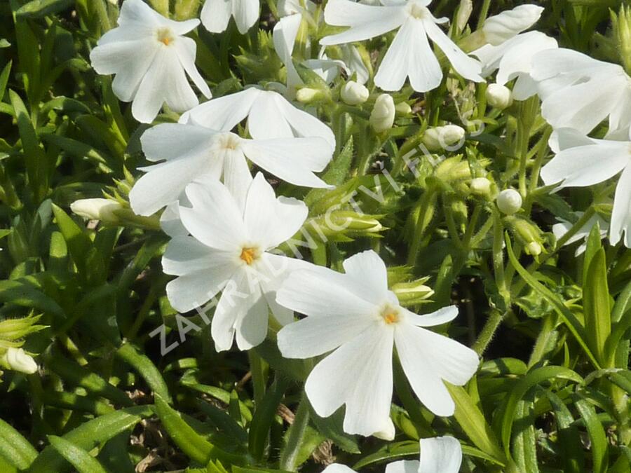 Plamenka šídlovitá 'Calvides White' - Phlox subulata 'Calvides White'