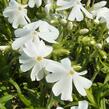 Plamenka šídlovitá 'Calvides White' - Phlox subulata 'Calvides White'