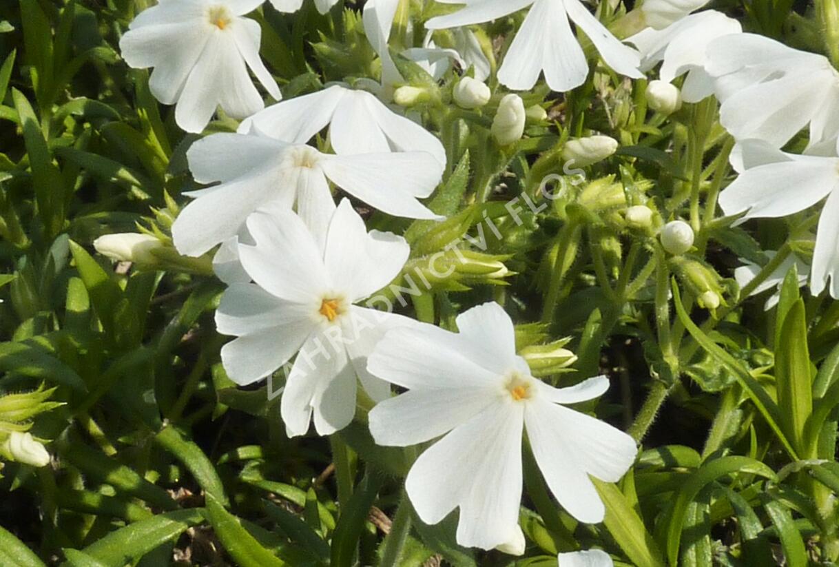 Plamenka šídlovitá 'Calvides White' - Phlox subulata 'Calvides White'